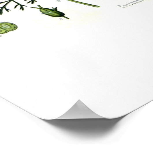 サチバエ ポスター (角)