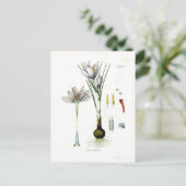 サチボテン ポストカード (スタンド正面)