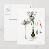 サチボテン ポストカード (正面/裏面)