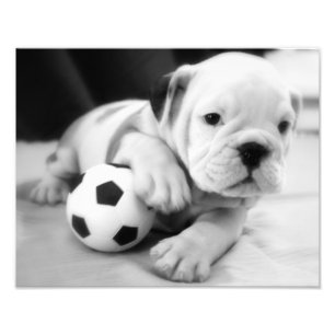 サッカーを遊ぼう!  英国のブルドッグの子犬 フォトプリント           