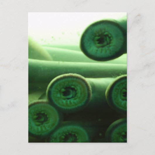 サッカーズ ポストカード (正面)