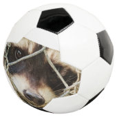 サッカーボールに乗ったラクーン サッカーボール (3/4)