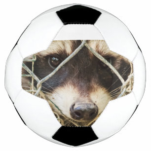 サッカーボールに乗ったラクーン サッカーボール