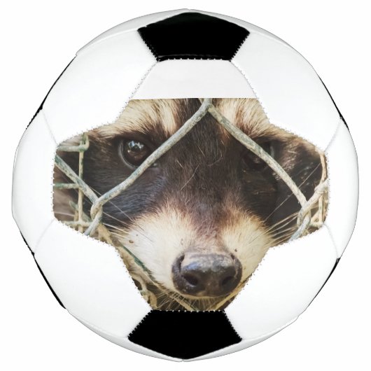 サッカーボールに乗ったラクーン サッカーボール (正面)