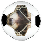 サッカーボールのラッコン サッカーボール (回転)