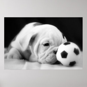 "サッカーボール鼻"の英国のブルドッグの子犬 ポスター