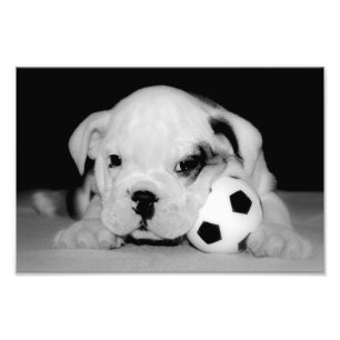 "サッカー子犬"の英国のブルドッグ フォトプリント           