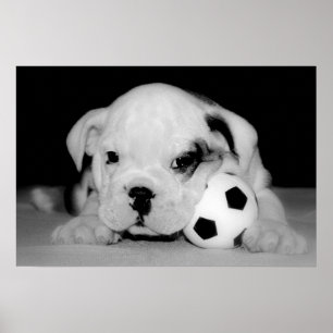 "サッカー子犬"の英国のブルドッグ ポスター