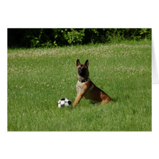 サッカーMalinois