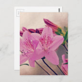 サツキ ポストカード (正面/裏面)