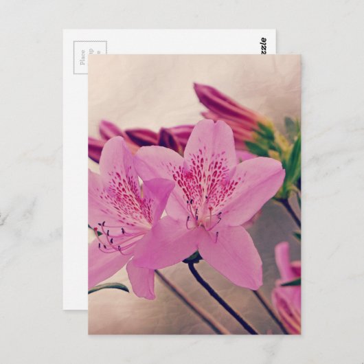 サツキ ポストカード (正面/裏面)