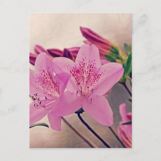 サツキ ポストカード (正面)