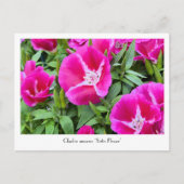 サテンまたはゴデの花の収集可能な葉書 ポストカード (正面)