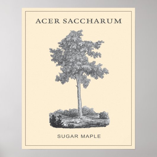 サトウカエデのヴィンテージイラストレーション ポスター (正面)