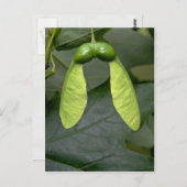 サトウカエデの実(acer sacchaum) ポストカード (正面/裏面)