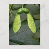 サトウカエデの実(acer sacchaum) ポストカード (正面)