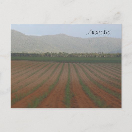サトウキビ畑 – クイーンズランド，オーストラリア ポストカード (正面)