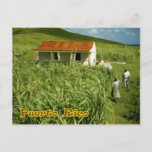サトウキビ農園,プエルトリコ ポストカード (正面)