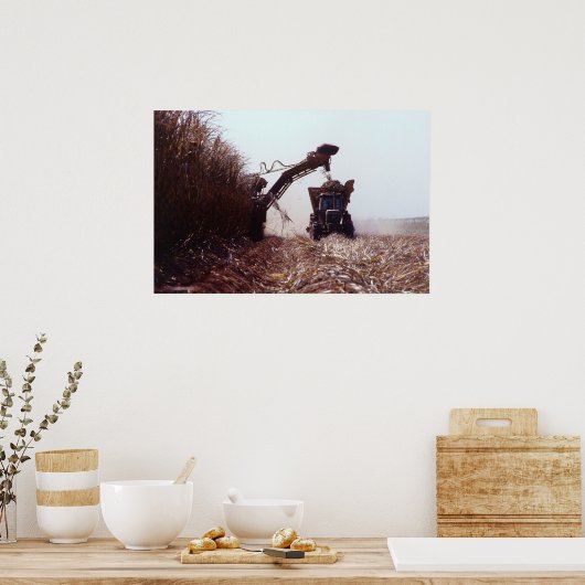 サトウキビ ポスター (キッチン)