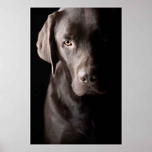 サドチョコレートラブラドール子犬 ポスター (正面)