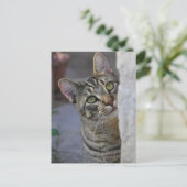 サド子猫（ベンガル猫） ポストカード (スタンド正面)