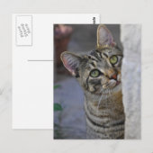 サド子猫（ベンガル猫） ポストカード (正面/裏面)