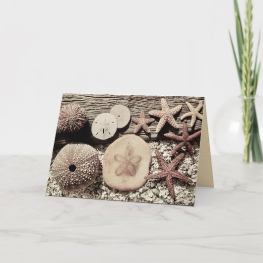 サニベル島とキャプティバ島の貝殻カード カード (正面)