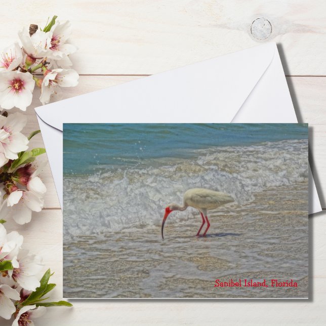 サニベル島フロリダ州の白イビスウォーディングバード (クリエイターアップロード済み)