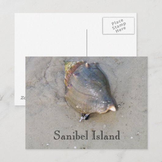 サニベル貝 ポストカード (正面/裏面)