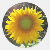 サニーイエローサンフラワー ラウンドシール (正面)