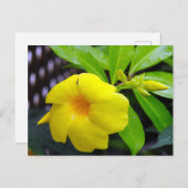 サニーイエローマンデヴィラ ポストカード (正面/裏面)