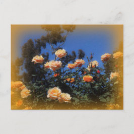 サニーイエローローズハガキ ポストカード