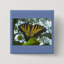 サニーイエロー（昆虫）オオカバマダラ、モナーク