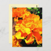 サニーオレンジマリゴールズガーデンフラワーズ ポストカード (正面/裏面)