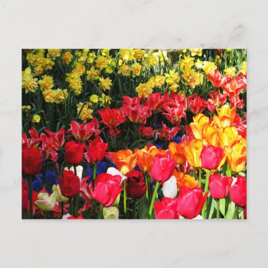 サニーガーデン ポストカード (正面)