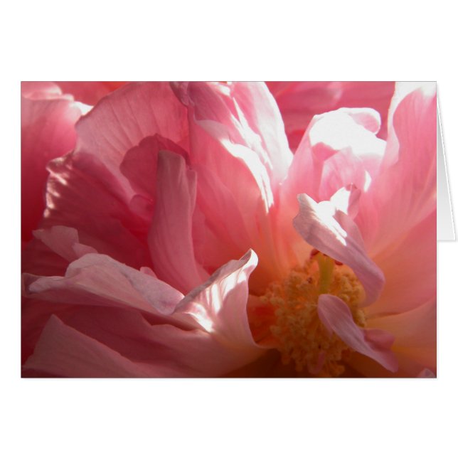 サニーコンフェデレートバラ (正面横)