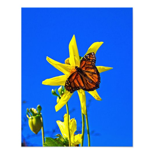 サニーサイドアップ フォトプリント            (正面)