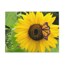 サニーサマーポストカード