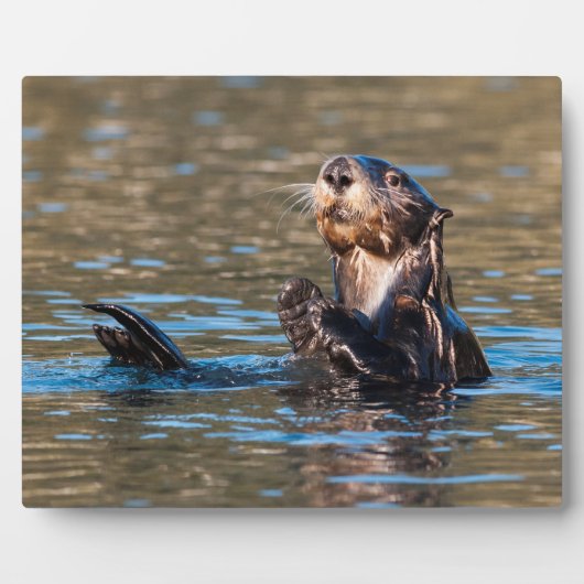 サニーシーオッター フォトプラーク (正面)