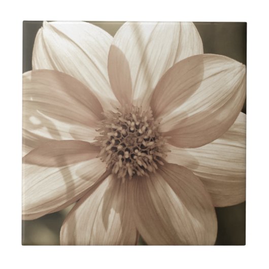 サニーダリア タイル (正面)