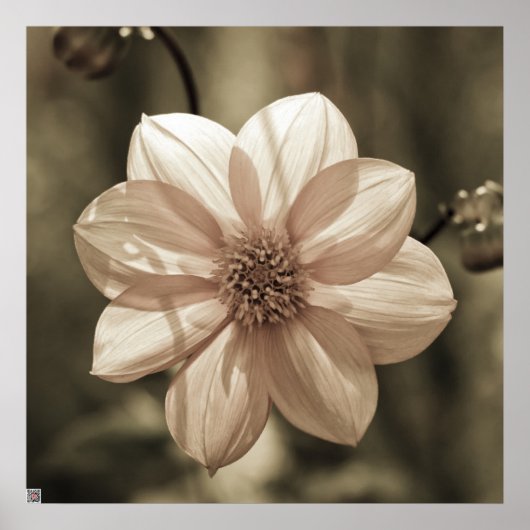 サニーダリア ポスター (正面)