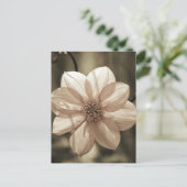 サニーダリア ポストカード (スタンド正面)