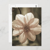 サニーダリア ポストカード (正面/裏面)