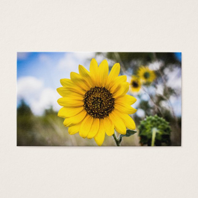 サニーデイズ (正面)