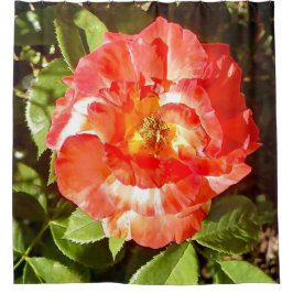 サニーデイバラ........ シャワーカーテン