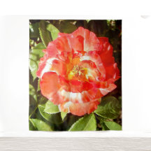 サニーデイバラ........