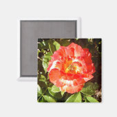 サニーデイバラ........ マグネット (正面/裏面)