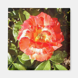 サニーデイバラ........ マグネット