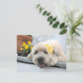 サニーデイホイートン ポストカード (スタンド正面)