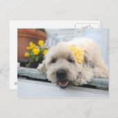 サニーデイホイートン ポストカード (正面/裏面)